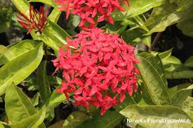 Image result for Ixora sp. A