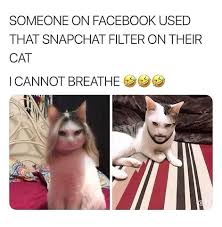 And that's why reading funny cat memes are so much fun. 27 Cat Memes Snapchats With Images Funny Cat Memes Funny Animal Memes Funny Animals