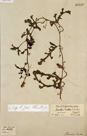 Image result for Raphidiocystis jeffreyana