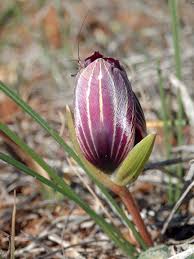 Image result for Romulea