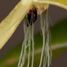 Image result for Bulbophyllum encephalodes