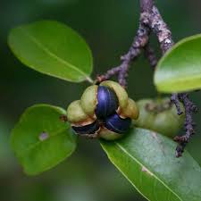 Image result for Margaritaria