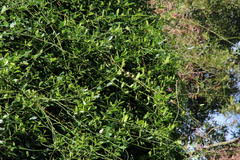 Image result for Secamone alpini