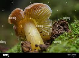 Image result for Russula flavida