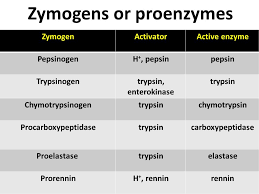 Is that proenzymes is while coenzymes is. Enzymes And Isoenzymes Ppt Video Online Download