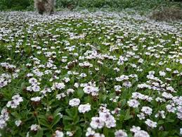 Image result for Lippia woodii