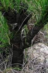 Image result for Xerophyta zambiana