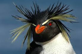 If you go on a ship that is allowed to make shore landings, you are pretty much guaranteed to see them up close. Hadassahlinh7f Iis Humanities