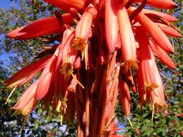 Image result for Asphodelaceae