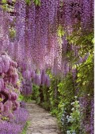 Wisteria Beautiful Gardens Garden Photos Dream Garden