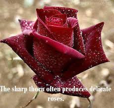Beautiful Red Rose With Water Drops Quotes Beautiful Red Roses Beautiful Roses Red Roses
