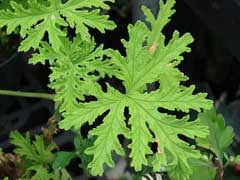 Image result for Pelargonium graveolens