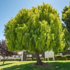 Image result for Maytenus