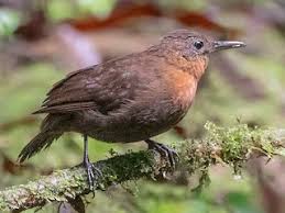 Image result for Sclerochiton hirsutus