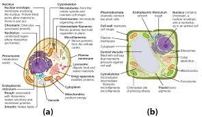Maybe you would like to learn more about one of these? Unique Features Of Animal And Plant Cells Biology For Majors I