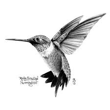 Ruby Throated Hummingbird Black And White Drawing Jpg Sinek Kusu Dovme Illustration