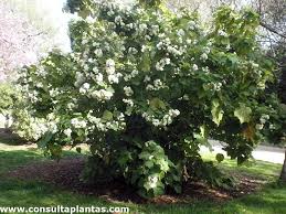 Image result for Sparrmannia