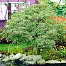 Strong but not overly vigorous, this upright maple tree features a broadly columnar habit and stands out in the landscape. Amazon Com Waterfall Green Weeping Laceleaf Japanese Maple Live Plant Trade Gallon Pot Garden Outdoor