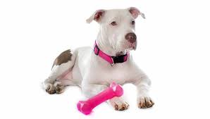 35% off first autoship · helping 18,000+ shelters · free shipping Indestructible Dog Toys For Pit Bulls Our 15 Top Toys My Dog S Name