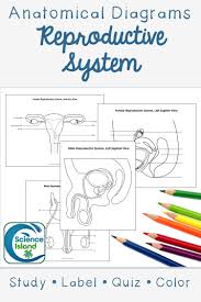 Anterior And Sagittal Views Of The Male And Female Reproductive Systems For Anatomy Reproductive System Teaching Human Body Systems High School Science Teacher