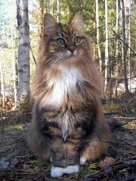 littersolutionscat pls follow me to get to 10k click my safe url to get on my mailing list beautiful cats cats pretty cats