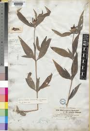 Image result for Aspilia kotschyi