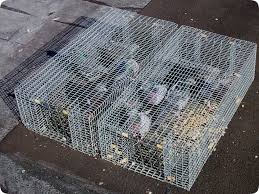 Pigeon Trapping In Cages Pigeon Trap Bird Trap Pigeon Traps