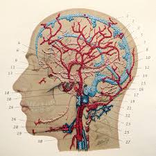 Arteries and veins diagram 205 circulatory pathways anatomy and physiology. Anatomy Art Paper Embroidery By Fabulous Cat Papers Fabulouscatpapers