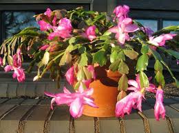 Bright Indirecgt Light Likes Humidity And Water Deeply Until It Runs Out Of The Bottom Blooms Or Christmas Christmas Cactus Care Cactus Care Christmas Cactus