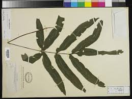Image result for Pteris atrovirens