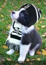 Such A Cutie Pie Minipet Online Pet Boutique Is A Melbourne Based For Small Dogs Cats And Their Hum Cute Funny Animals Cute Dogs Cute Baby Animals