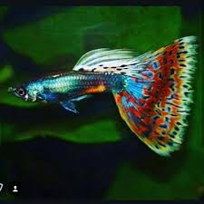 Man When You See A Tail Like That Then You Know All Hope Is Restored From Lehcar Tenses Guppy Gup Fresh Water Fish Tank Tropical Fish Guppy