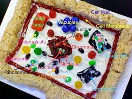 Edible plant cell cake model image information: 8 Cell Project Ideas Cells Project Plant Cell Cake Cell