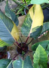 Pin Na Doske Cc Concept Garden Collection