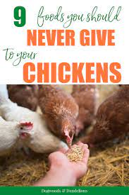 However, your chickens often know better and will not eat something toxic to them. Foods You Should Not Feed Your Chickens In 2021 Plants For Chickens Chickens Chickens Backyard