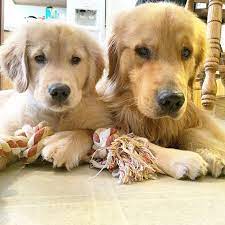 cupcakesandtailwags i m not sure why they look so annoyed i only ส น ขน าร ก ล กส น ขน าร ก ส ตว น าร ก