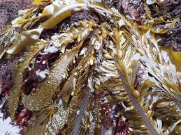 Image result for Geigeria engleriana