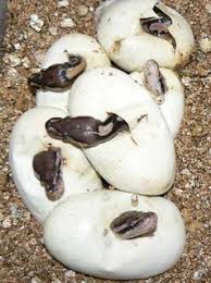 Maybe you would like to learn more about one of these? Do Snakes Give Birth To Live Young Or Lay Eggs Pets Stack Exchange