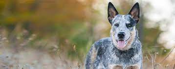 Australian Cattle Dog Dog Breed Facts And Information Wag Dog Walking