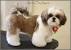 Lhasa Apso Lion Cut