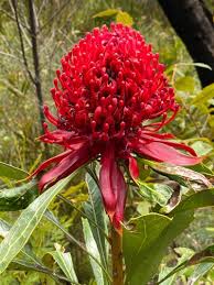 Image result for Telopea