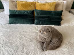 Hardal sarısı rengine baktığımız zaman ne açık bir renk ne de koyu bir renktir. Hardal Rengi Ile Dekore Edilmis Evlerden 20 Fotograf Ve Fikir Ev Gezmesi