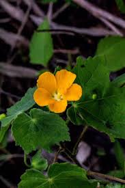 Image result for Senecio polyanthemoides