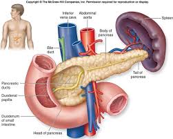 (email protected ) pembebasan hormon adenohipofisis dikontrol oleh hipotalamus. Biologi Gonzaga Try Out System Hormon