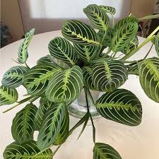 Image result for maranta