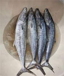 Ikan Tenggiri Bulat   Syauqi Fresh Seafood
