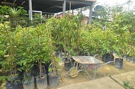 Anak benih pokok mangga chokanan (madu). 6 Cara Memilih Benih Pokok Durian Wajib Diketahui Bukit Tapah Durian Orchard