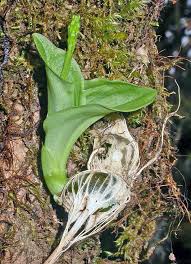 Image result for Liparis