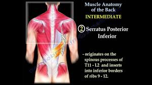 What are the four corners of the trapezius? Muscle Anatomy Of The Trunk Everything You Need To Know Dr Nabil Ebraheim Youtube