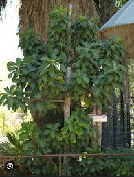 Image result for Ficus trichopoda